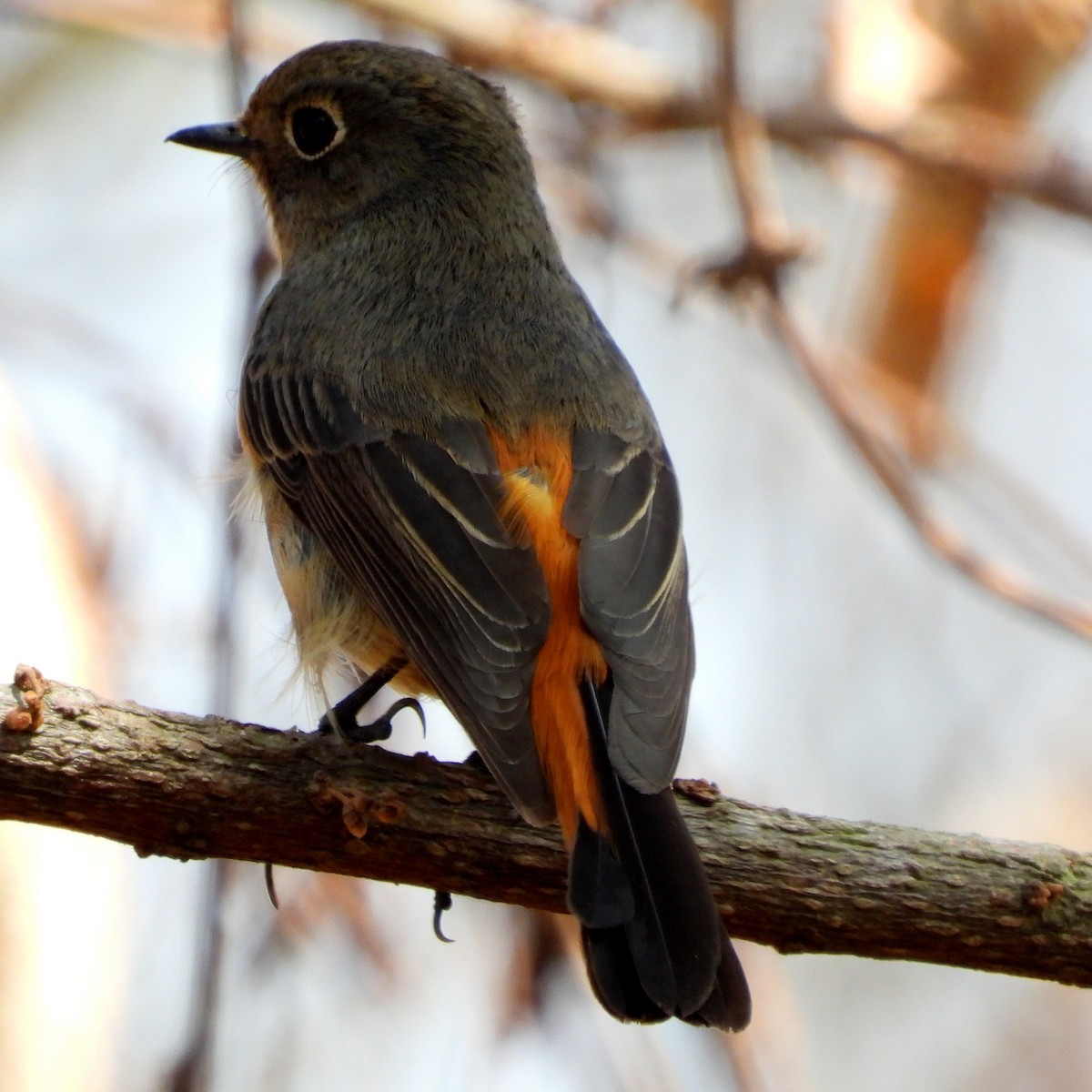 Blue-fronted Redstart - ML429126751