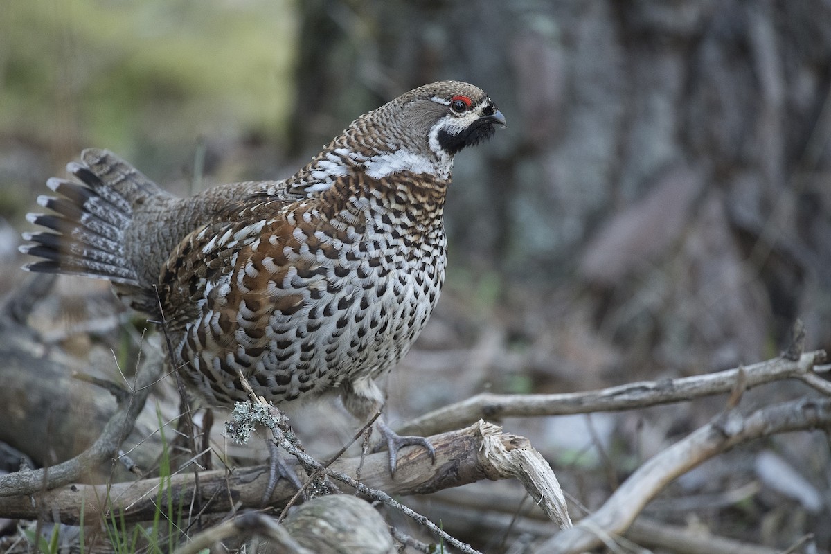 Hazel Grouse - ML429126941