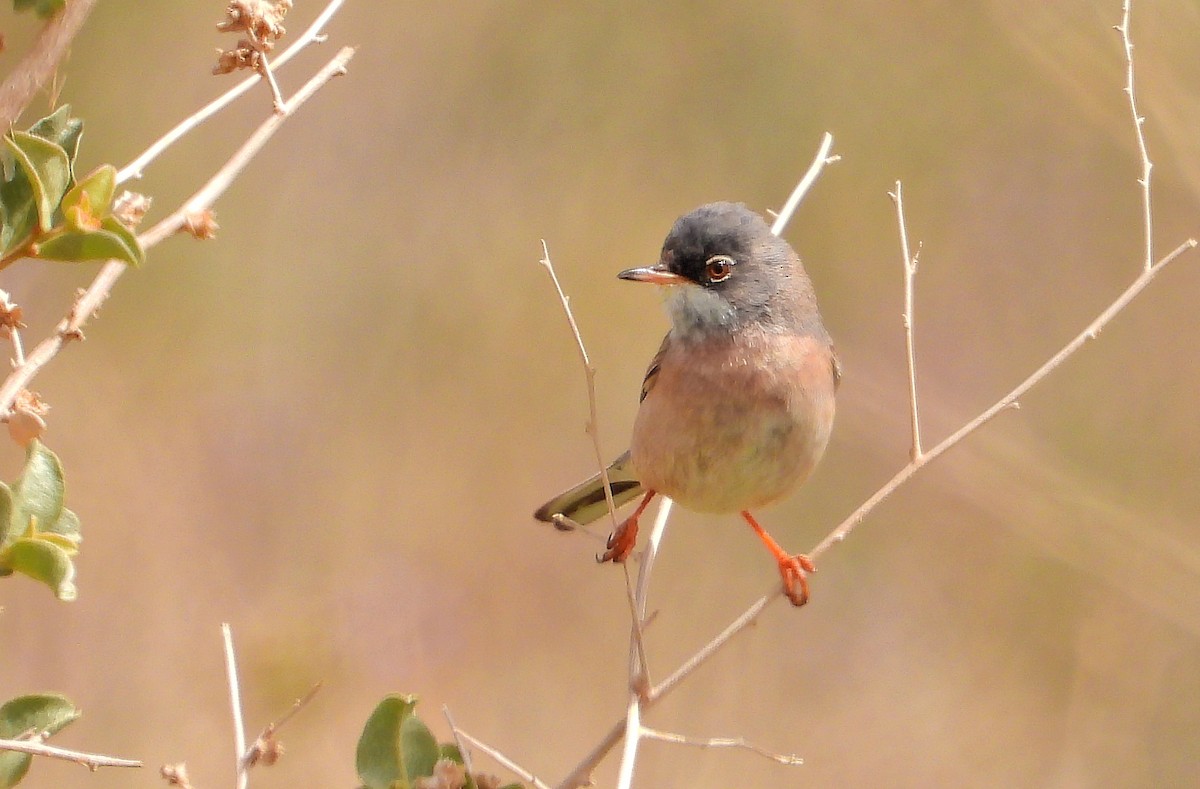 Spectacled Warbler - ML429127061