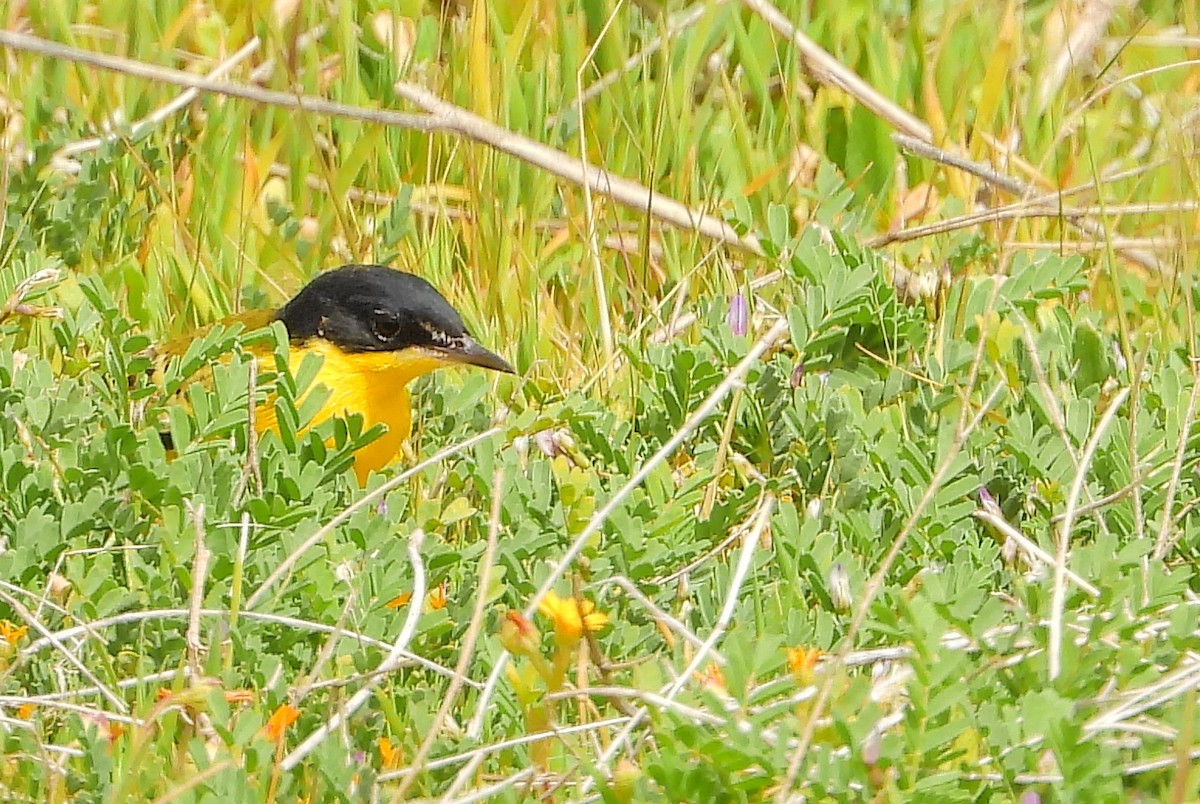 Western Yellow Wagtail (feldegg) - ML429127091