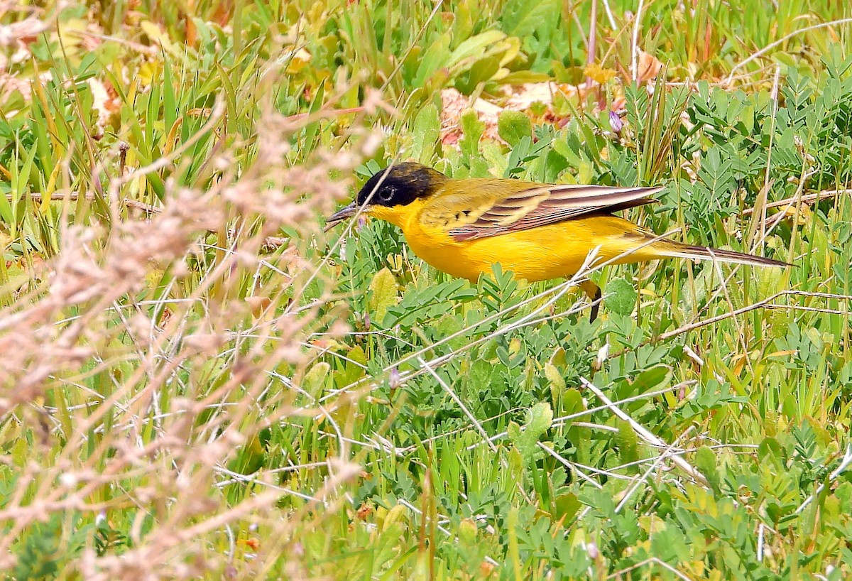 Western Yellow Wagtail (feldegg) - ML429127131