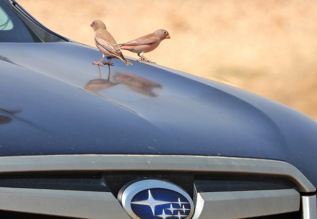Trumpeter Finch - ML429127151