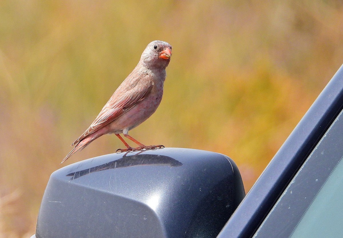 Trumpeter Finch - ML429127161