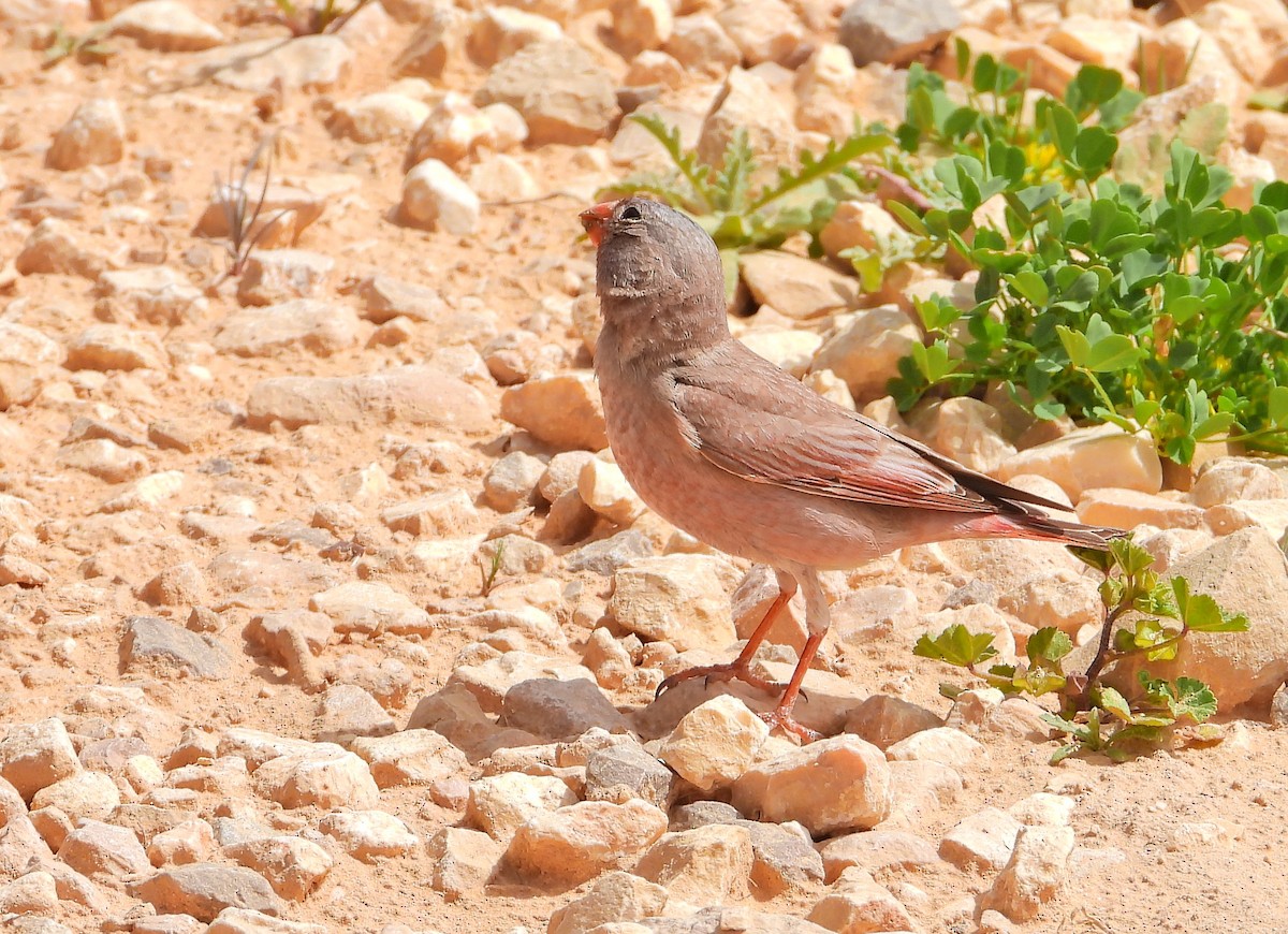 Trumpeter Finch - ML429127171