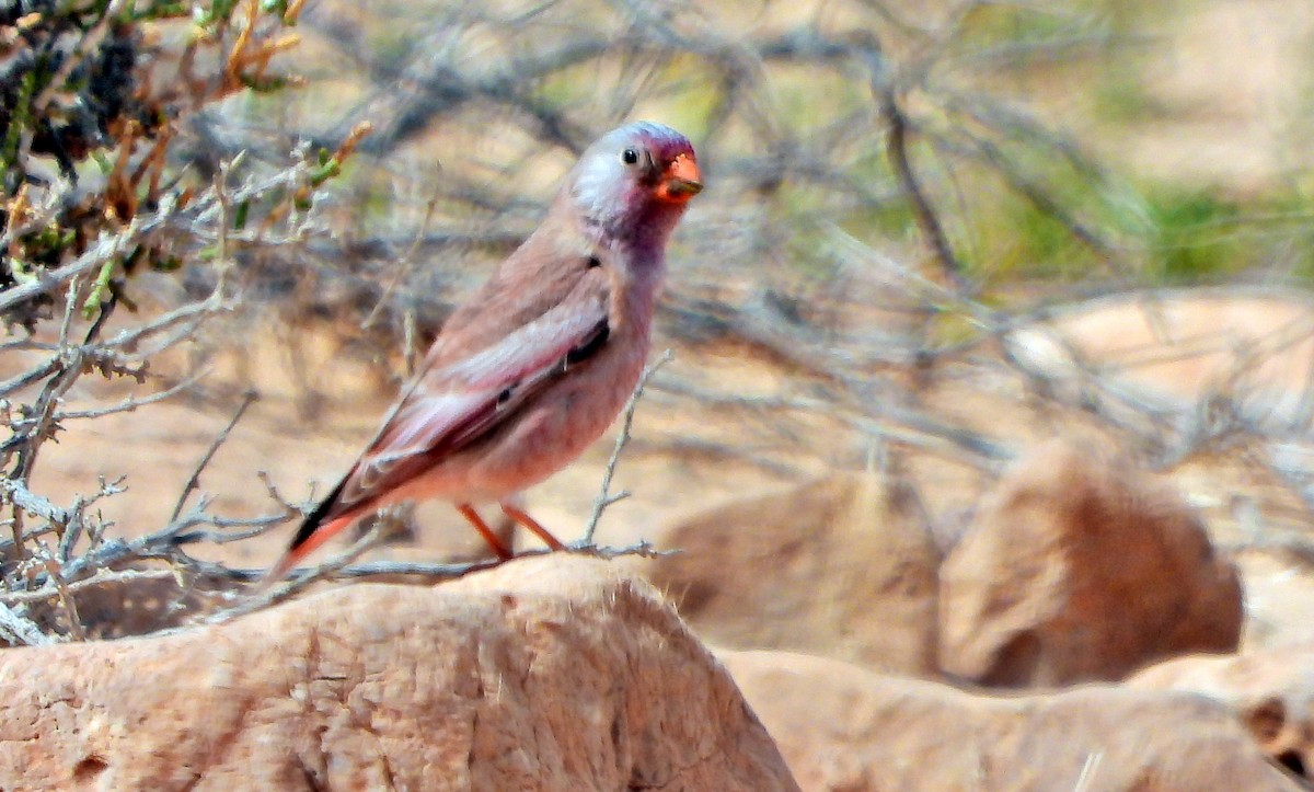 Trumpeter Finch - ML429127191