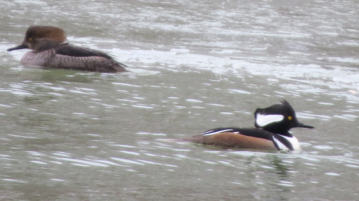 Hooded Merganser - ML429127371