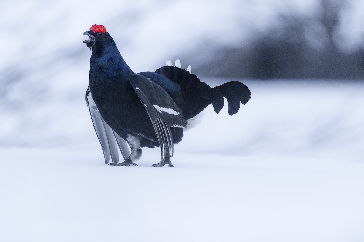 Black Grouse - ML429128601