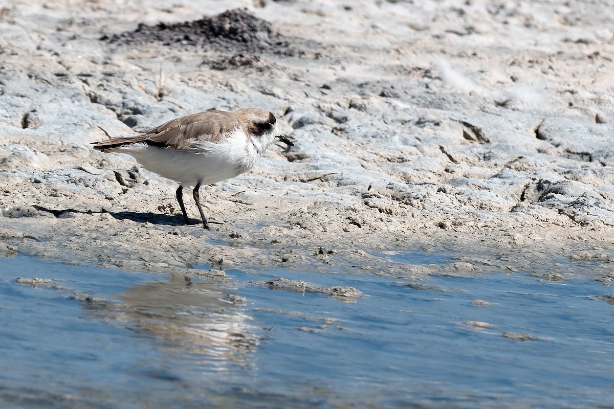 Puna Plover - ML429128681