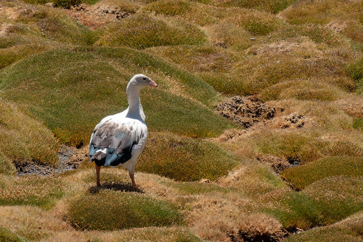 Andean Goose - ML429128751