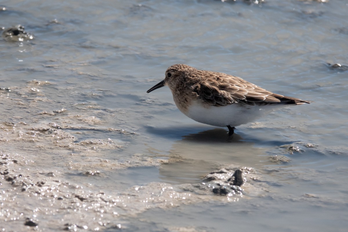 Bairdstrandläufer - ML429128771