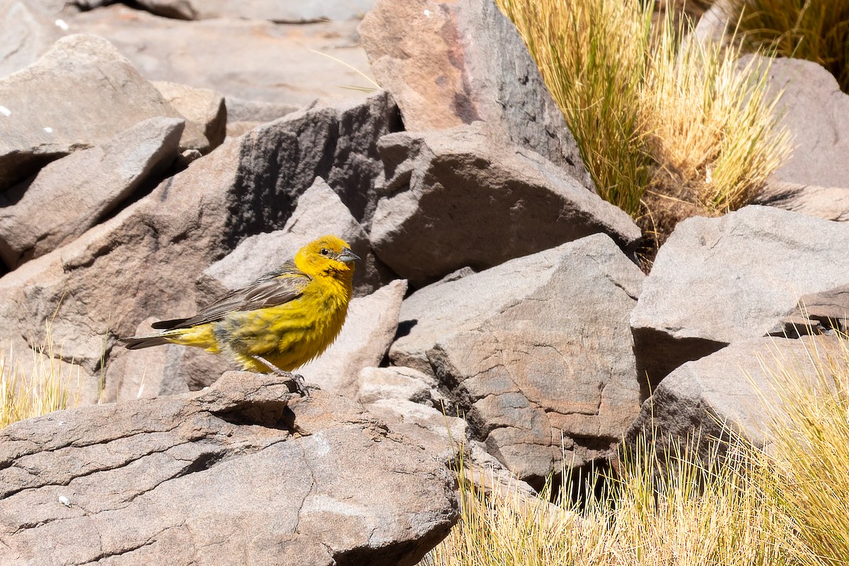 Greater Yellow-Finch - ML429128881