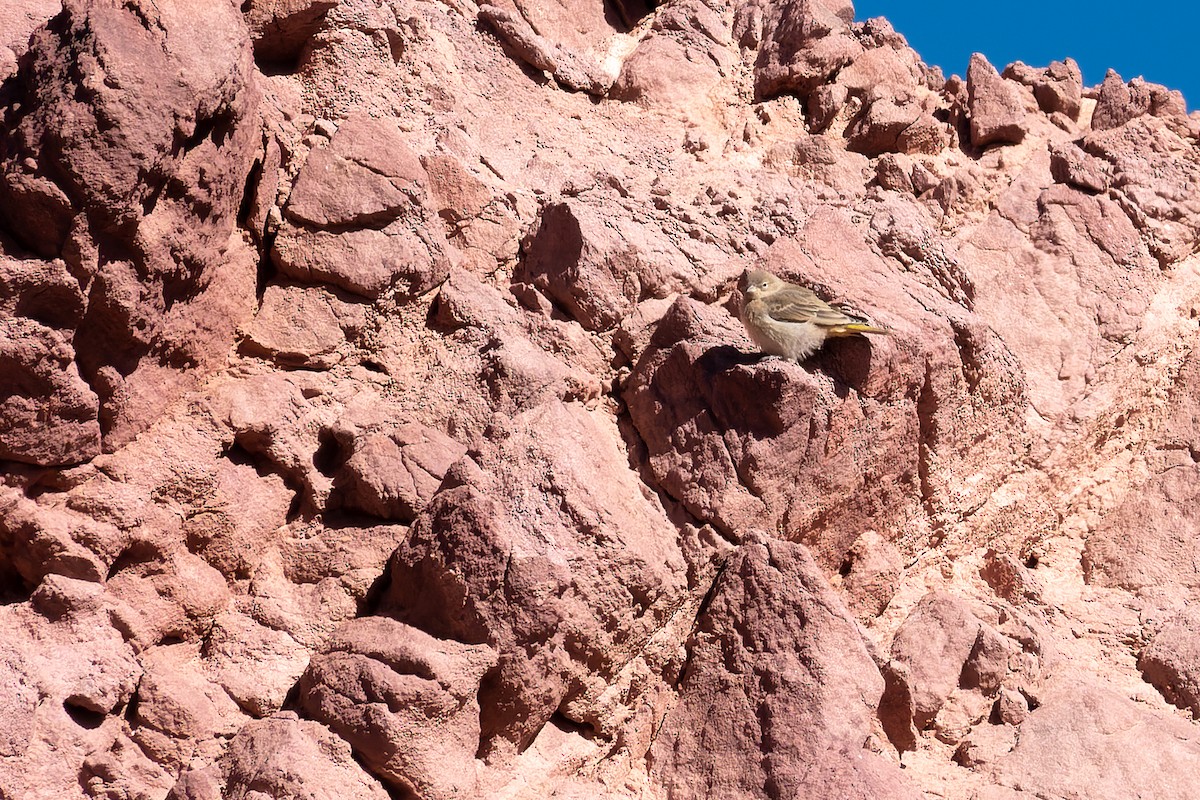 Greater Yellow-Finch - ML429128991