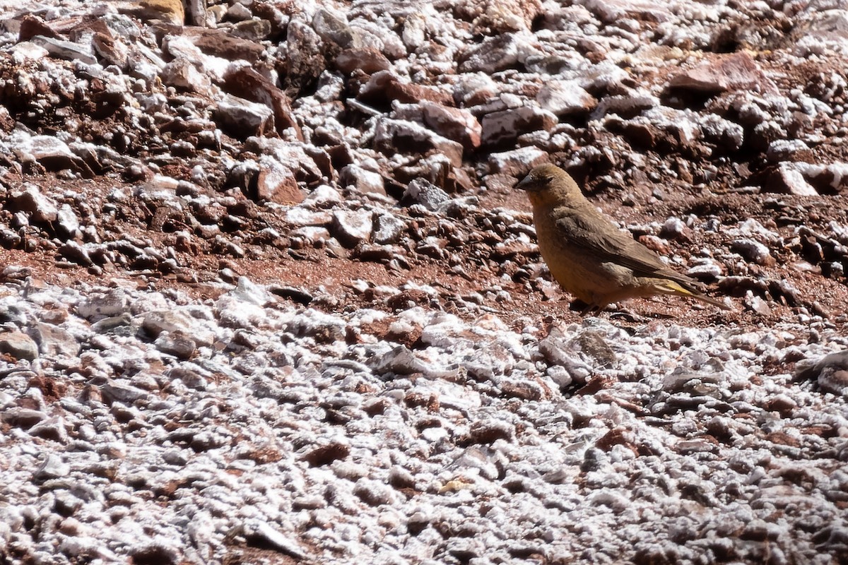 Greater Yellow-Finch - ML429129121