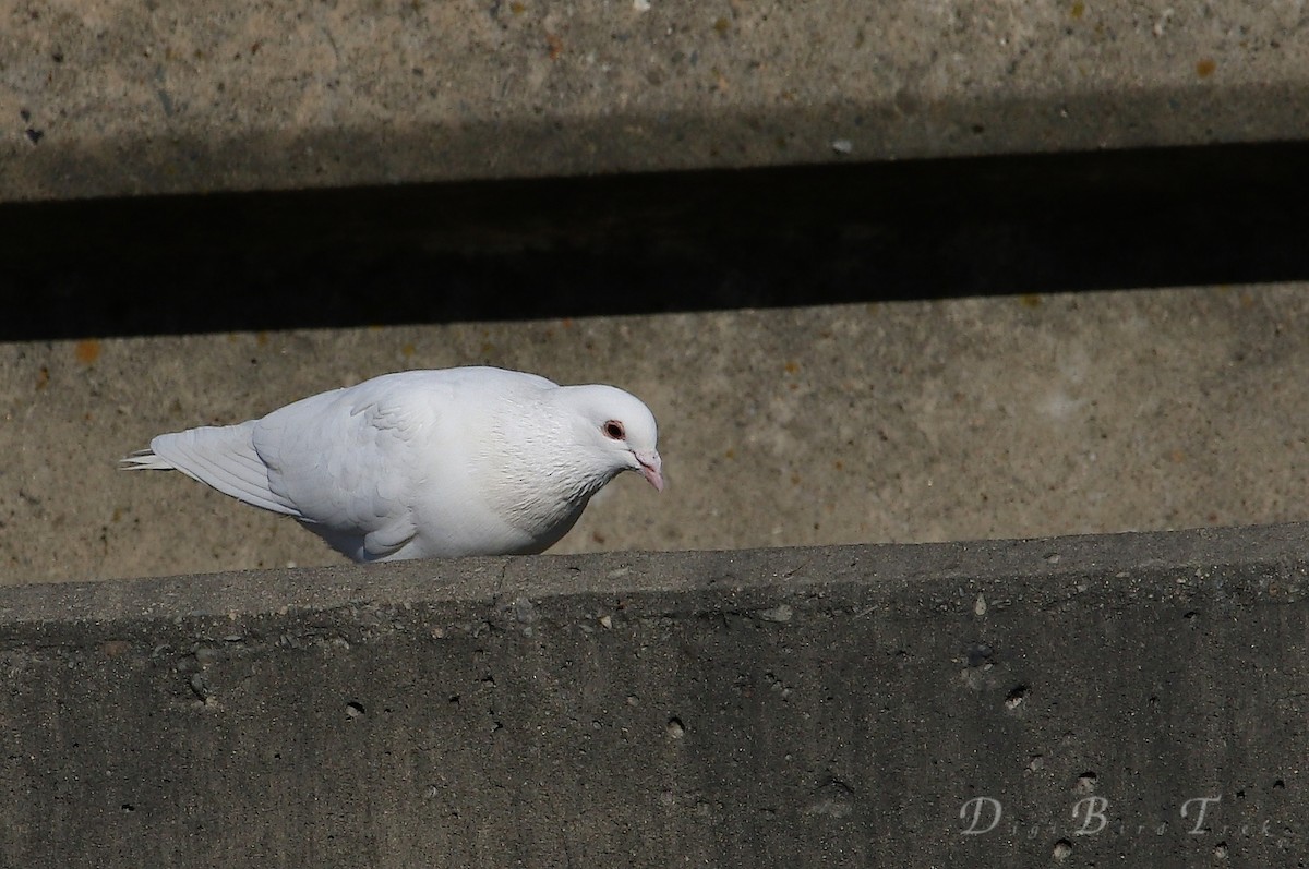 Rock Pigeon (Feral Pigeon) - ML42912931
