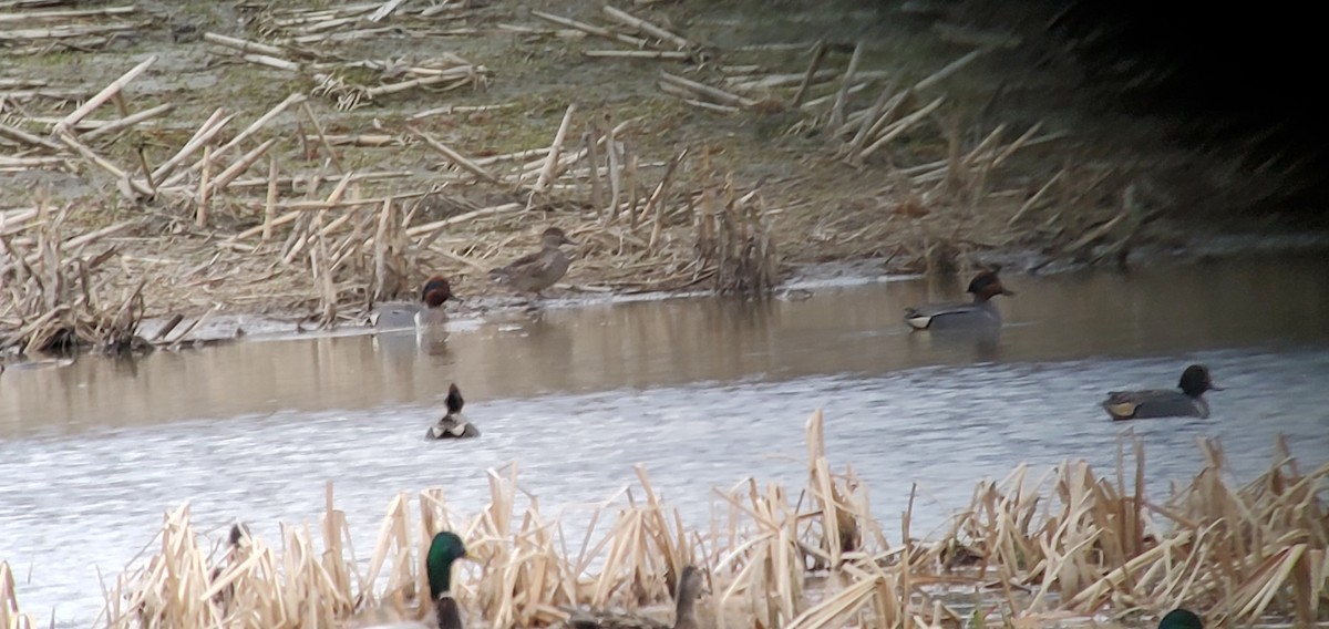 Green-winged Teal (Eurasian x American) - ML429129631