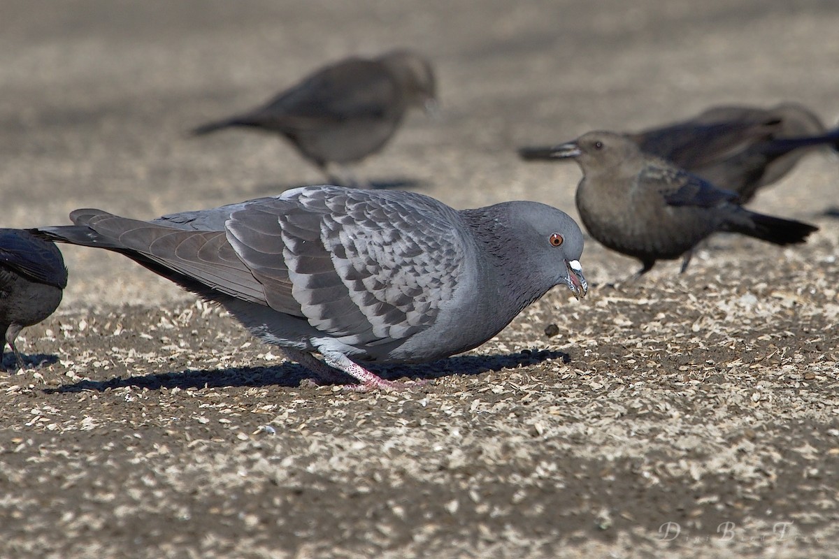 Rock Pigeon (Feral Pigeon) - ML42912971