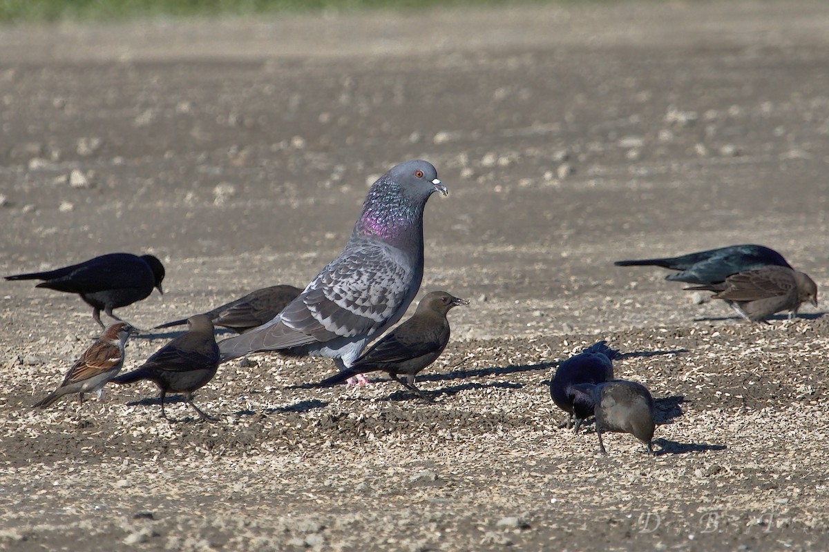 Rock Pigeon (Feral Pigeon) - ML42912981