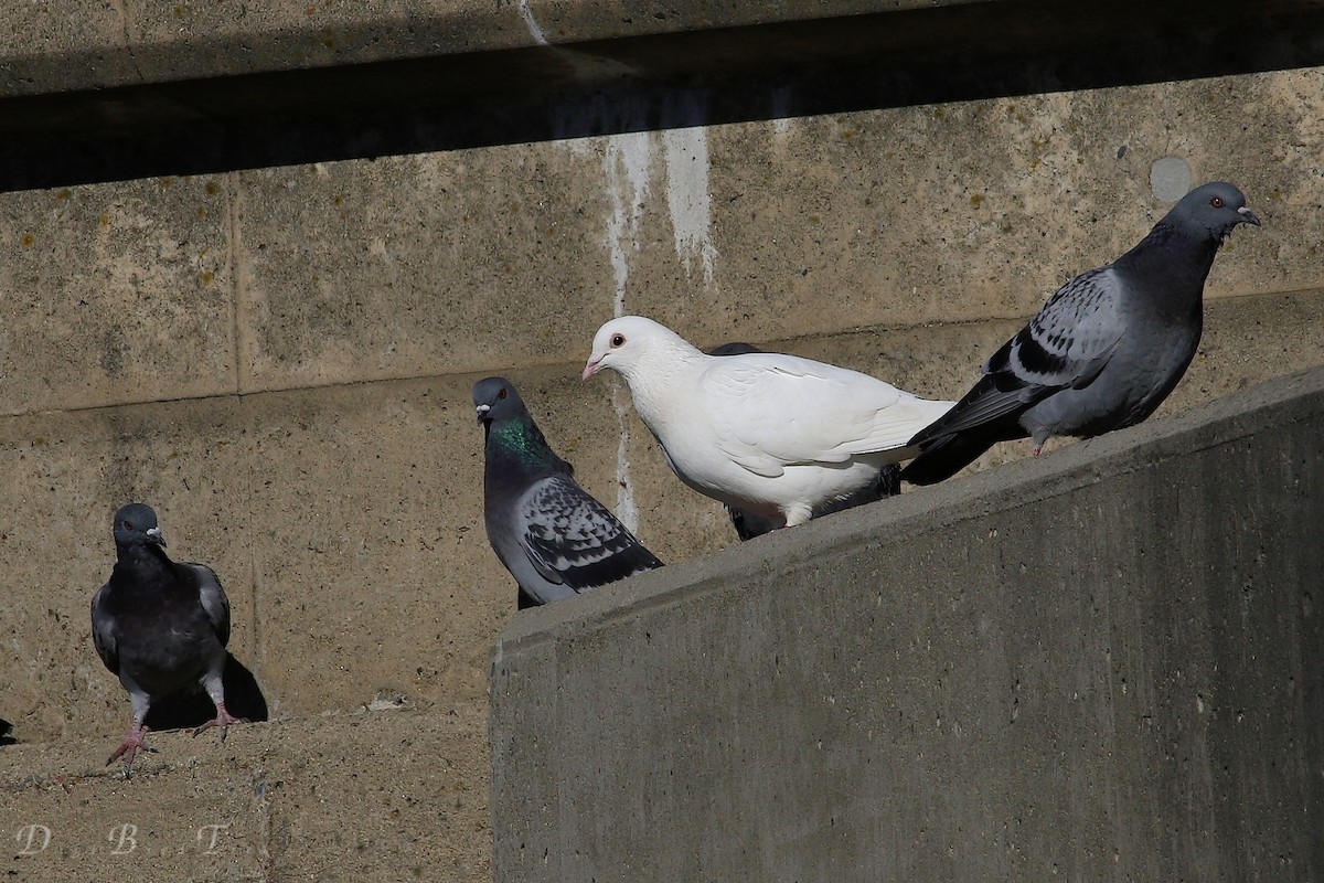 Rock Pigeon (Feral Pigeon) - ML42913001