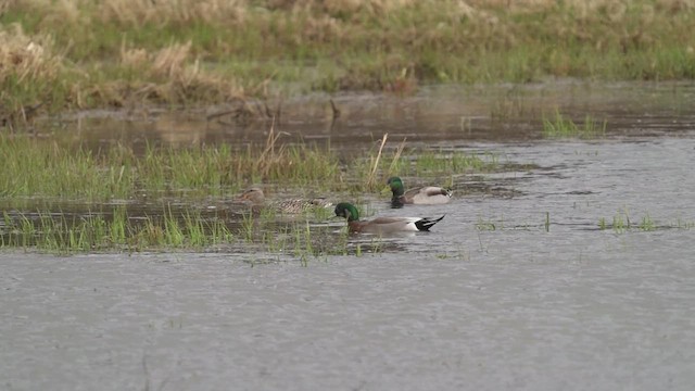 American Wigeon x Mallard (hybrid) - ML429131641