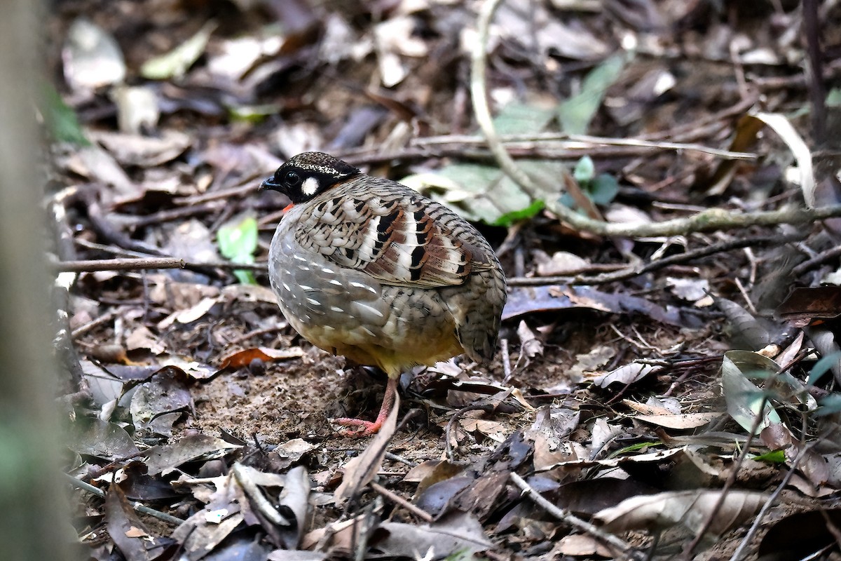 Hainan Partridge - ML429135041