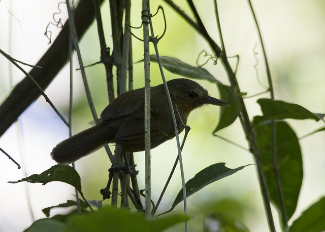 Dusky Antbird - ML42913511