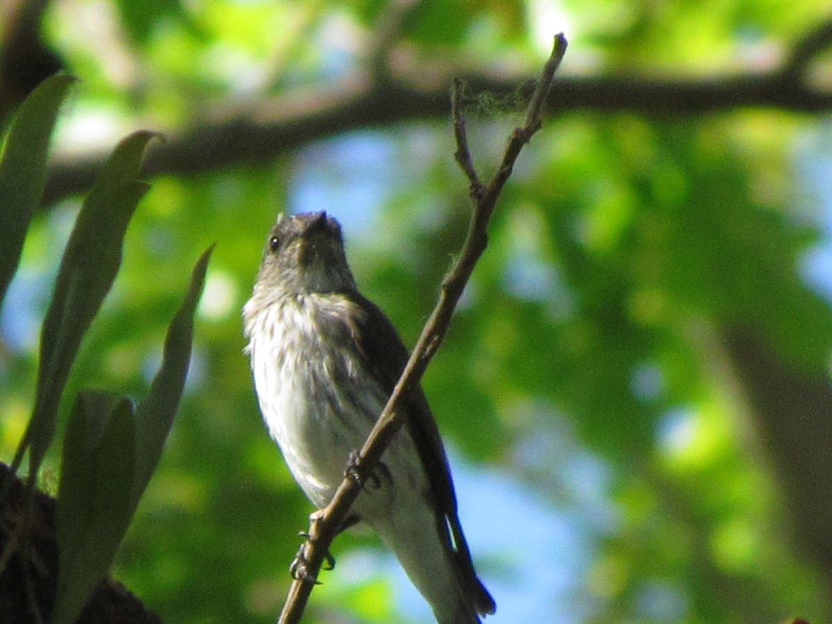 Gray-streaked Flycatcher - ML429135211