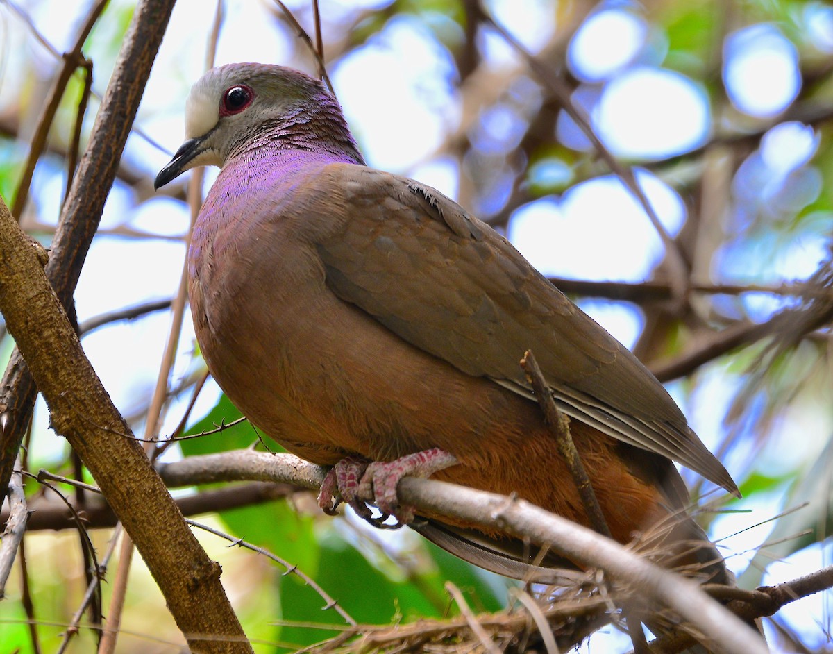 Lemon Dove - ML429135671