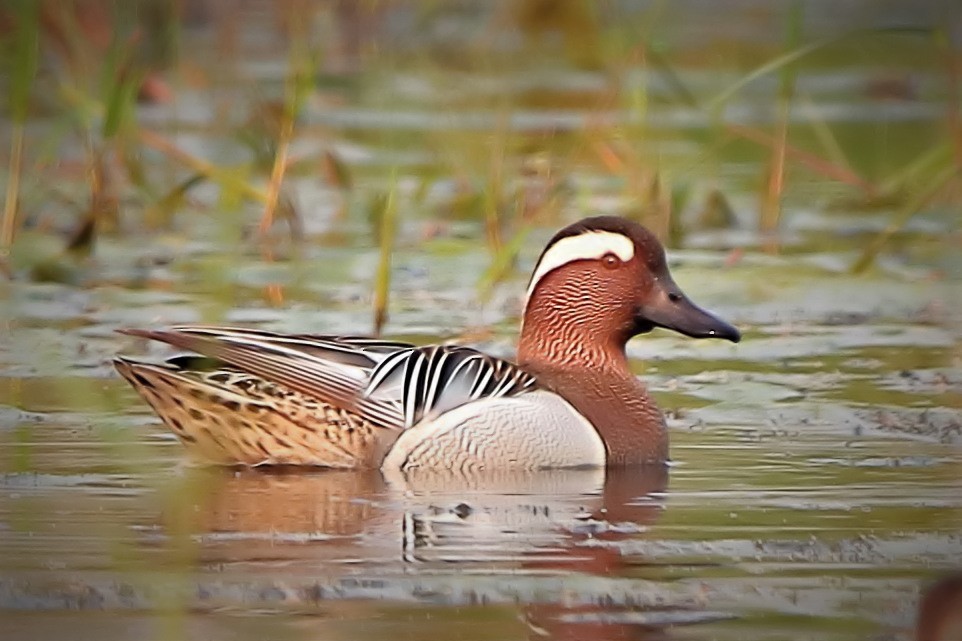 Garganey - ML429135951