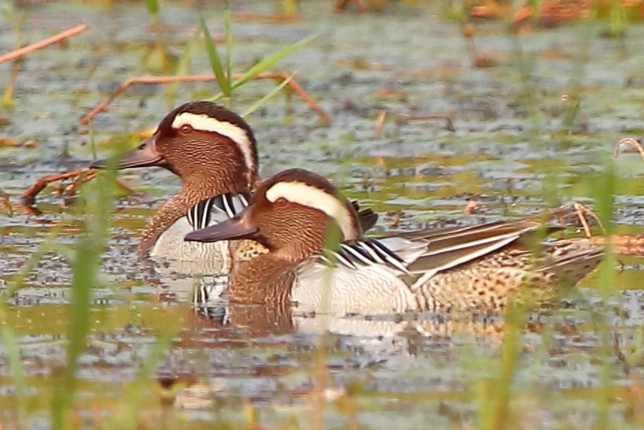 Garganey - ML429135961