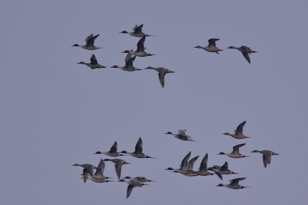 Northern Pintail - ML429136191