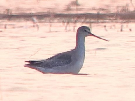 Хар хөгчүү - ML429136381