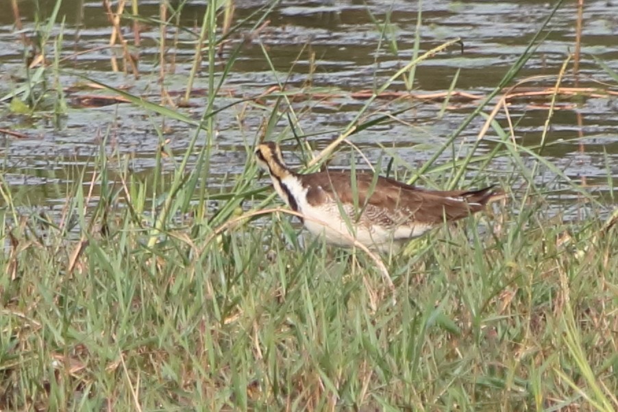 Pheasant-tailed Jacana - ML429136551