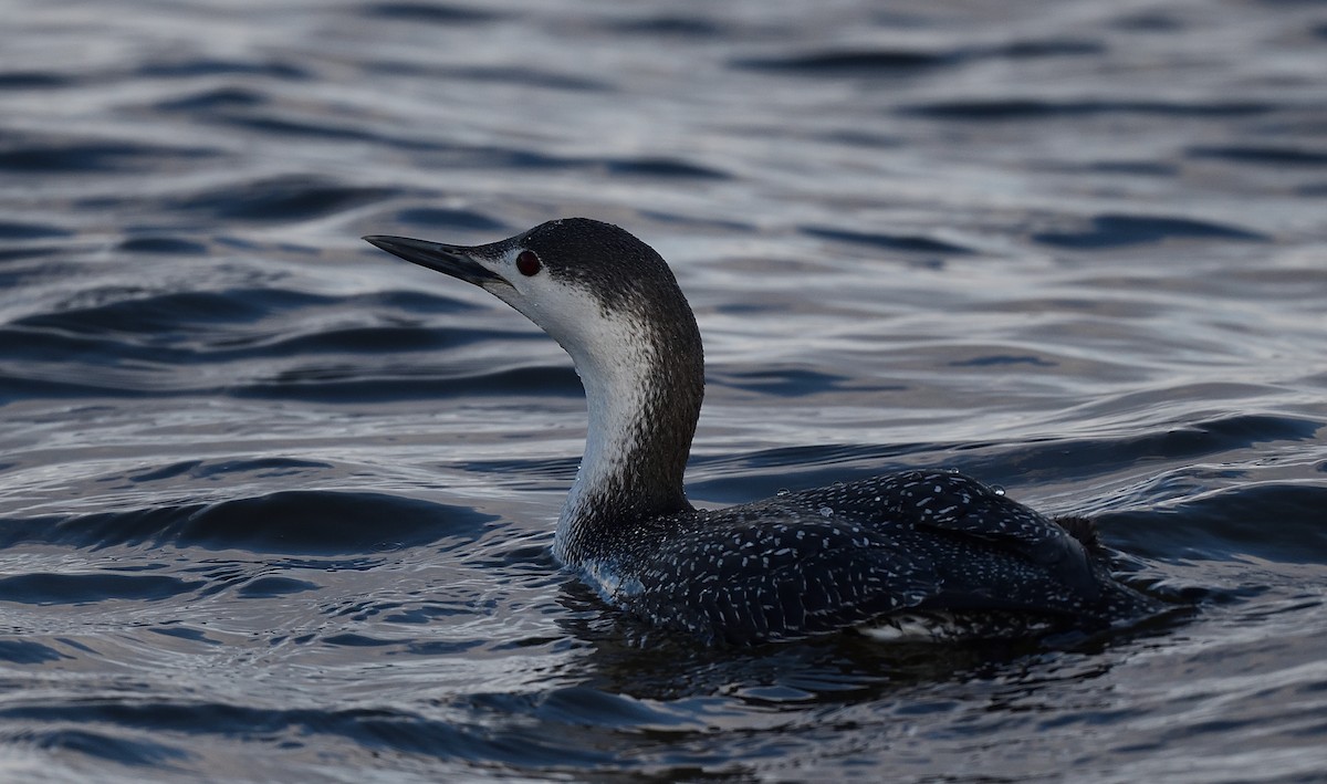 Red-throated Loon - ML429137111