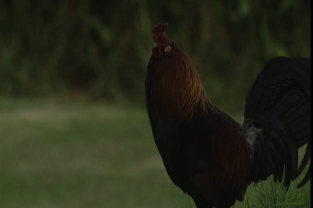 Red Junglefowl (Domestic type) - ML429138