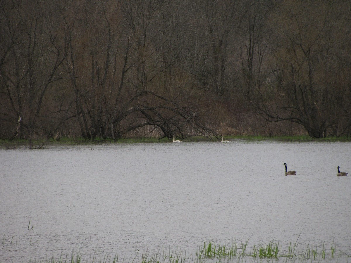 Tundra Swan - ML429138431