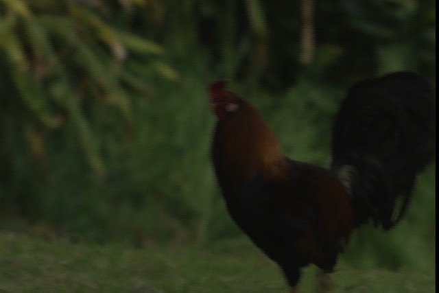 Red Junglefowl (Domestic type) - ML429139