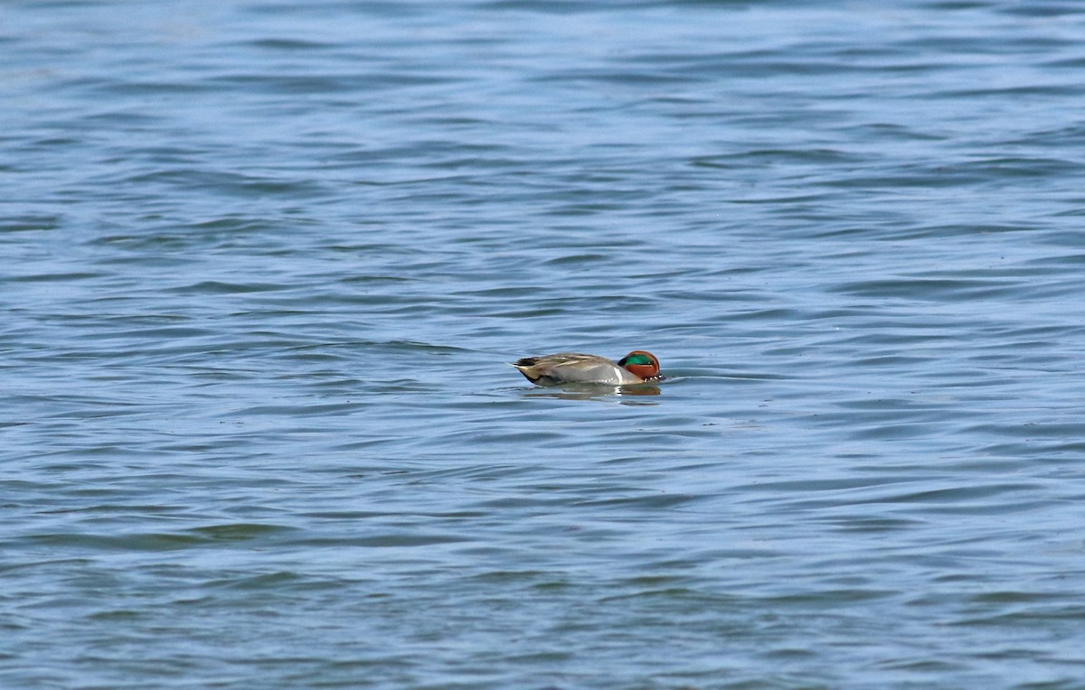 Green-winged Teal (American) - Andrew Steele