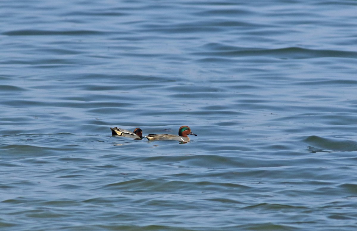 Green-winged Teal (American) - Andrew Steele