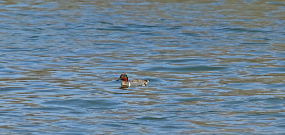 Green-winged Teal (American) - Andrew Steele