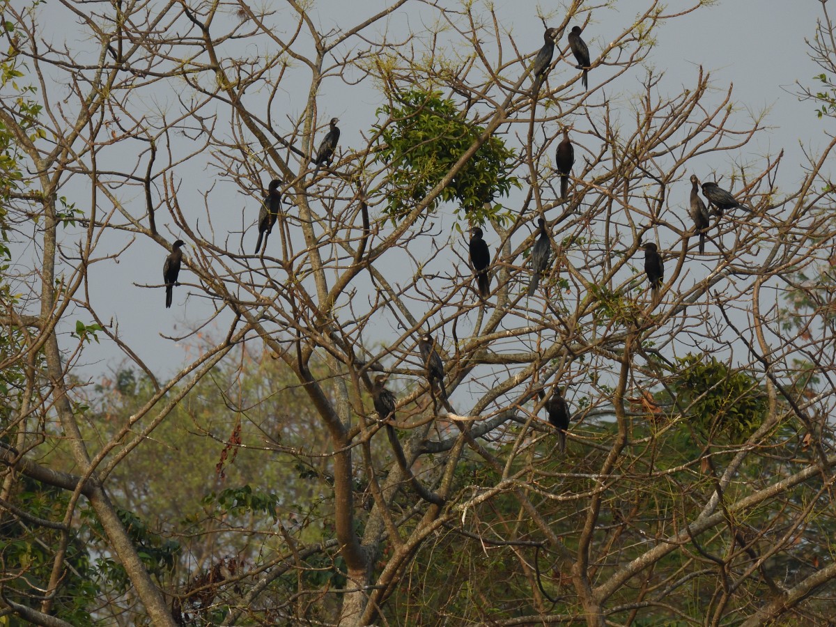 Little Cormorant - ML429141681