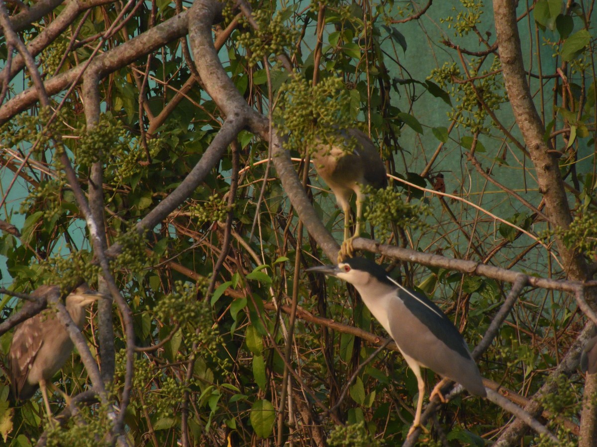 Black-crowned Night Heron - ML429141791