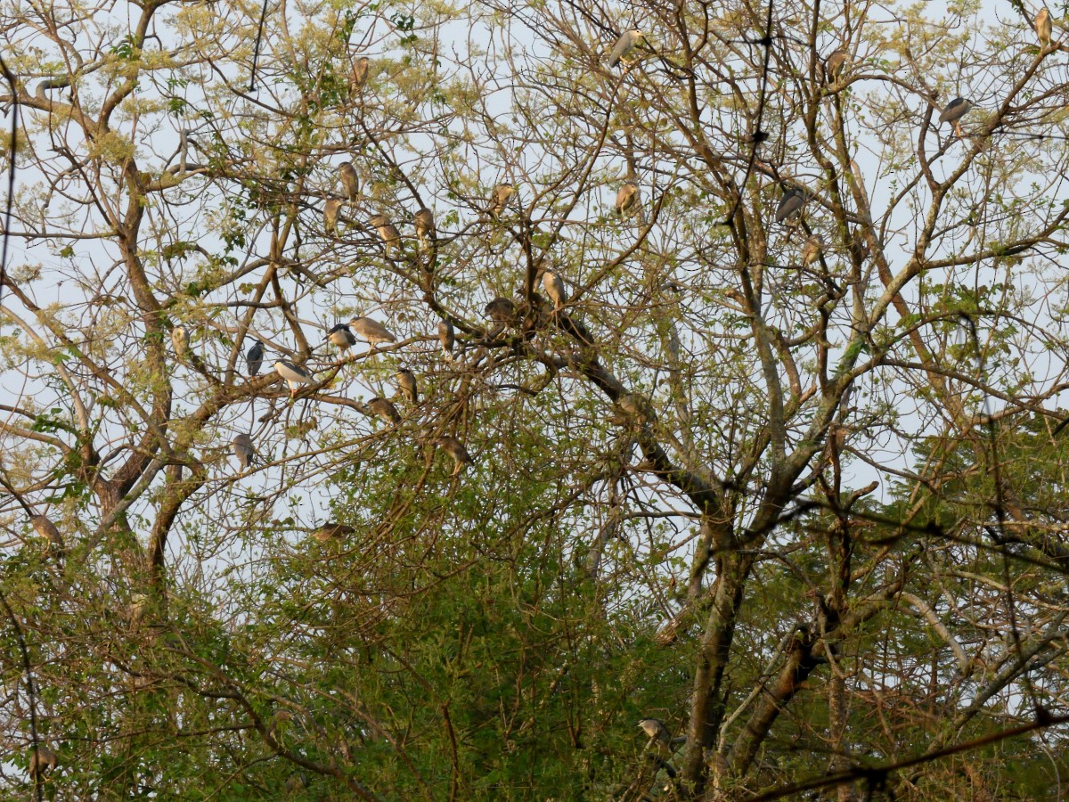 Black-crowned Night Heron - ML429141871
