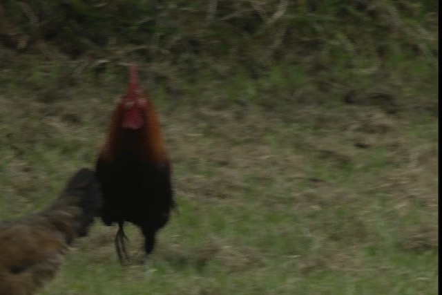 Red Junglefowl (Domestic type) - ML429142