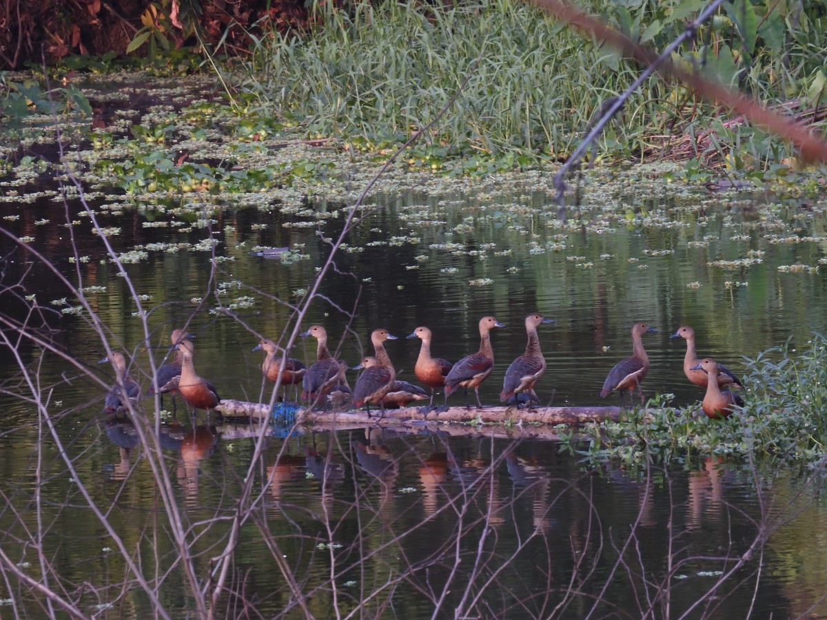 Lesser Whistling-Duck - ML429142491