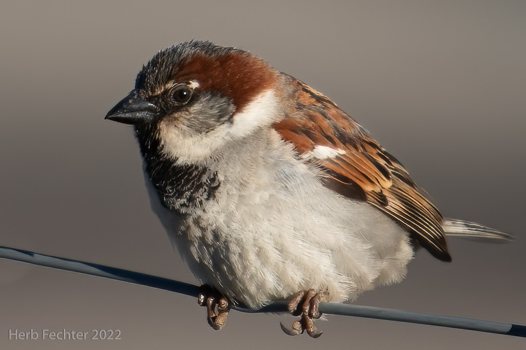 House Sparrow - ML429142951