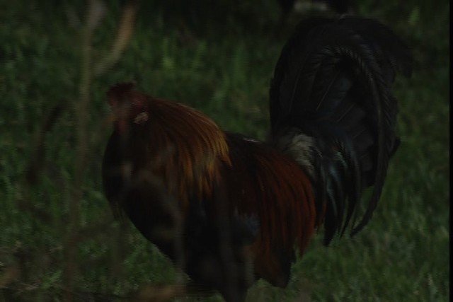 Red Junglefowl (Domestic type) - ML429144