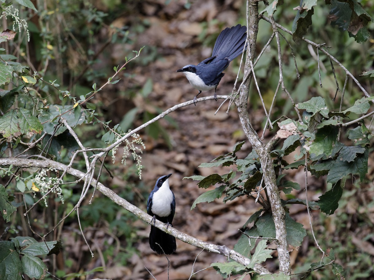 Blue-and-white Mockingbird - ML429144621