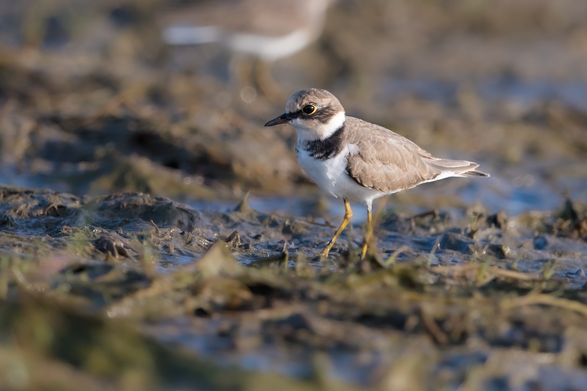 Little Ringed Plover - ML429144861