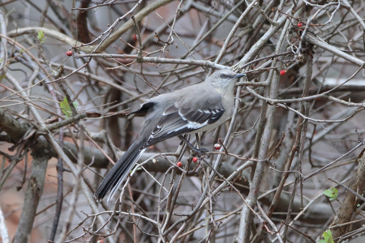 Northern Mockingbird - ML429144921