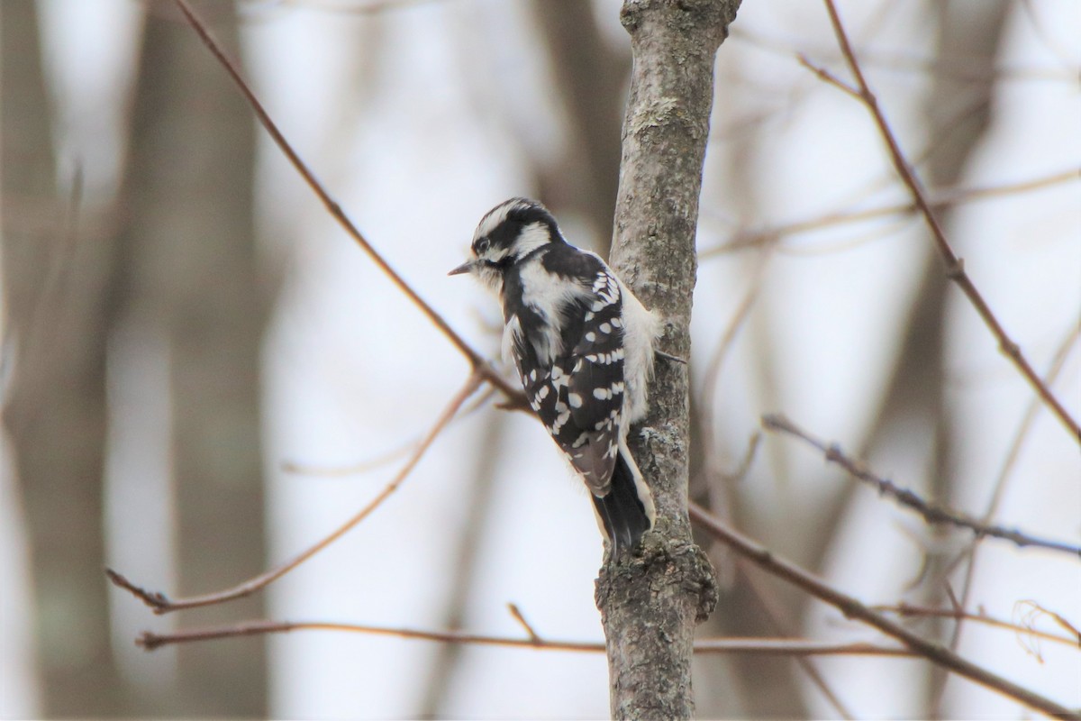 Downy Woodpecker - ML429144941